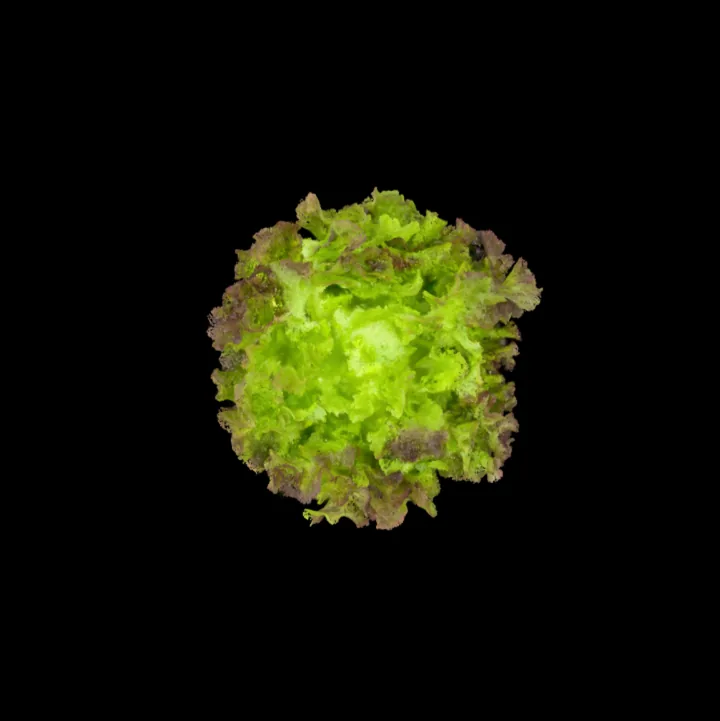 Butterhead lettuce, 3D scan